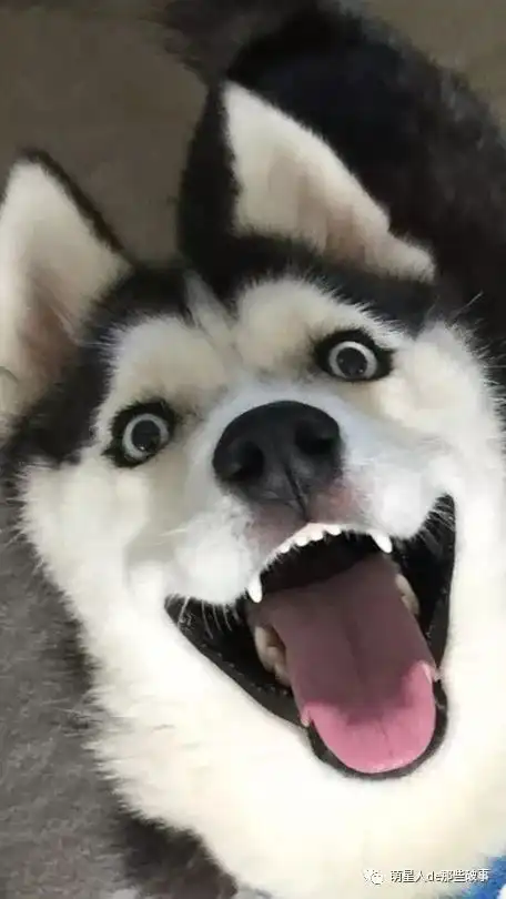 二哈合辑.....不犯二...怎么叫哈奇士呢对吧
