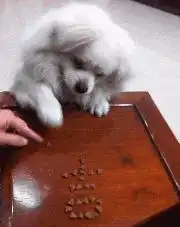 搞笑gif站着就好好站着,你看把想合影的妹子吓得一跳
