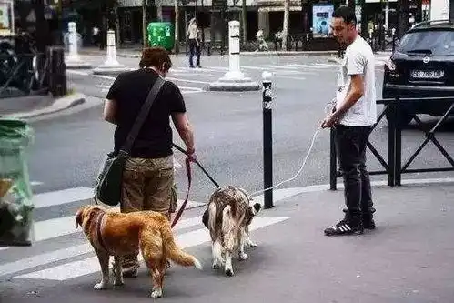 这里才是狗狗真正的天堂
