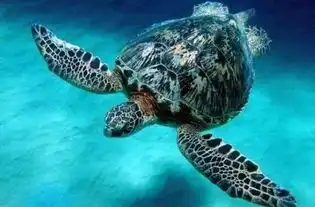好玩到爆赣州极地海洋世界今天开业,在赣州也能畅游海底世界
