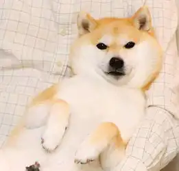说表情包不够用啦柴犬本汪来安排
