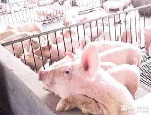 生猪二次育肥有什么风险生猪二次育肥有什么需要注意的
