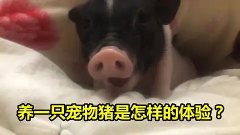 猪猪到底爱吃荤还是爱吃素小乖成长日记
