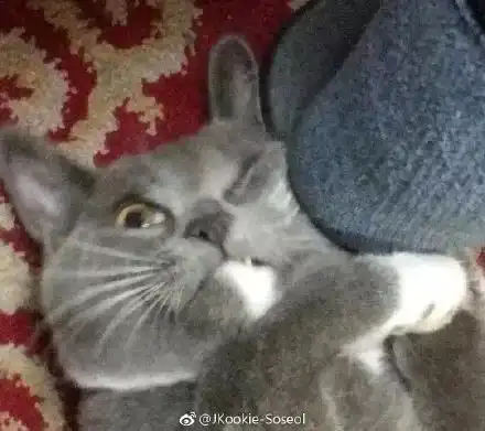 火爆网络的猫咪丑照大赛表情包你随便做,论颜艺喵星人输过谁
