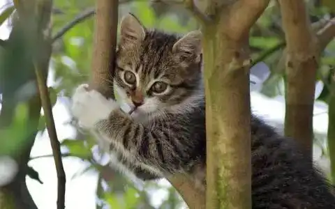 猫咪逞强要爬树,最后竟然和铲屎官一起挂在树上,果然不是一家人不进一家门
