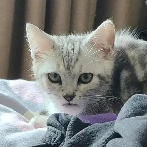 猫被蜜蜂蛰成猪头,连亲妈都认不出来,一脸的弱小无助又好笑哈哈哈哈
