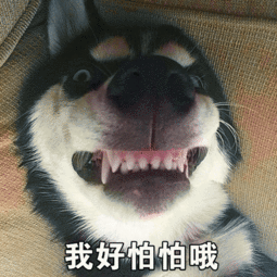 搞笑图片20181225哈士奇表情包
