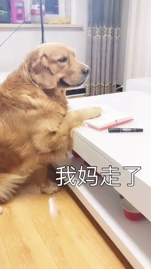 金毛子弹看电视,谁料二哈竟这样对待它,结果搞笑了
