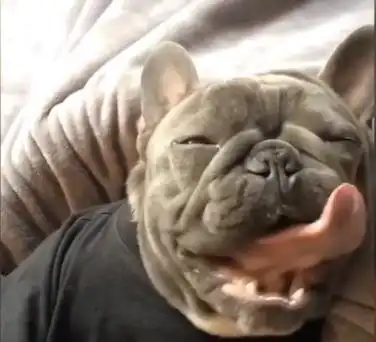 一只正做美梦的斗牛犬,竟然美梦成真了,汪主人谢谢你,我还要
