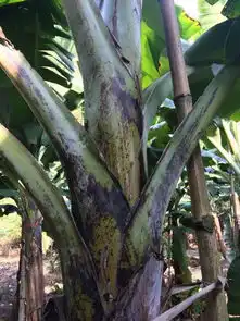我的香蕉最近怎么都长这种样子,一百多亩有一半都是这样子,请问这是什么病,该怎么治疗如图所示
