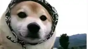 网上最火的柴犬表情包
