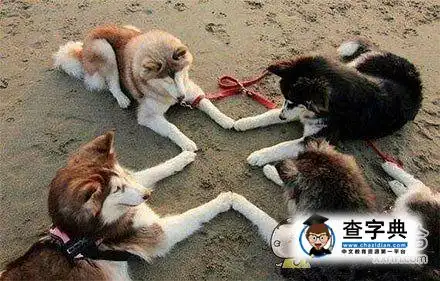 汪咱们也来拍个毕业照搞笑图片