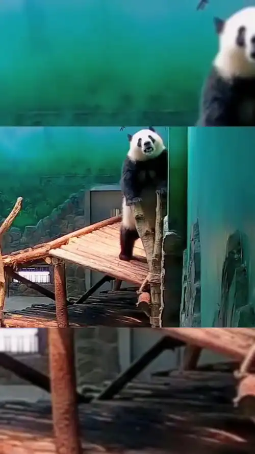 熊猫搞笑可爱
