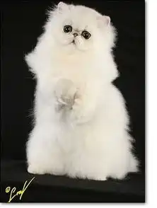 什么猫最好呢