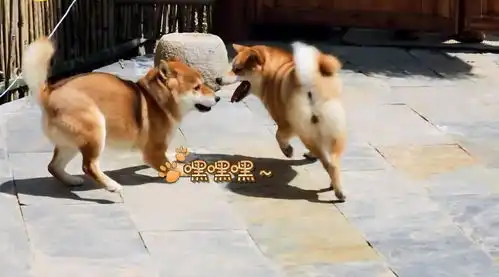 笑出眼泪花徐峥光头被何炅黄磊玩坏,既当蛋糕又做保龄球
