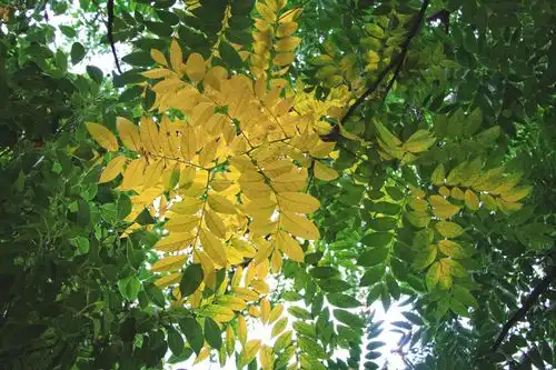 夏秋之际提高孩子的免疫力,可以试试牛初乳加钙咀嚼片
