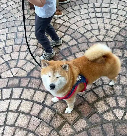 知名废柴表情包柴犬balltze离世
