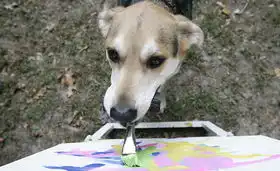 狗中达芬奇图片新闻
