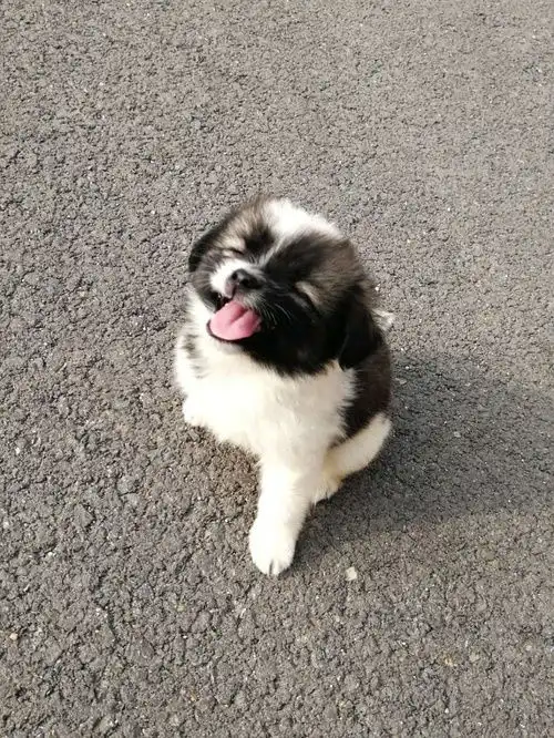 狗狗可爱表情包小可爱