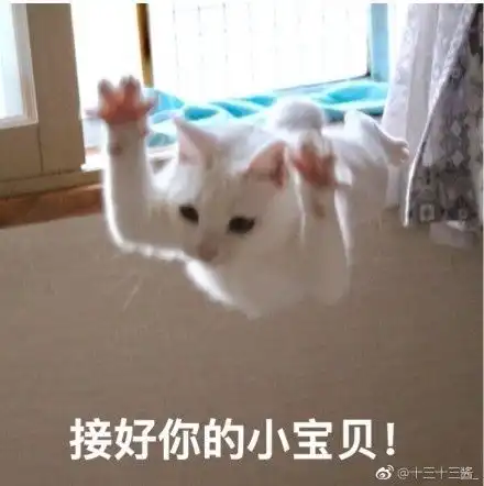 日常吸猫净化灵魂
