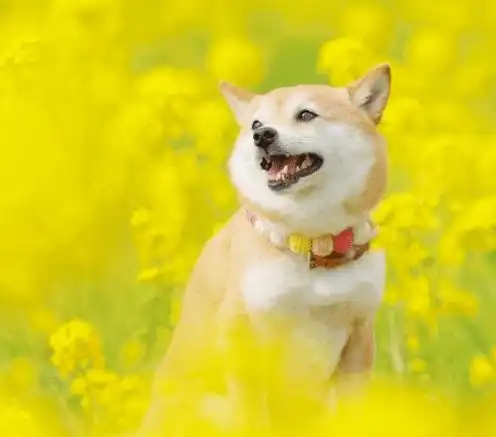 油菜花海里的狗狗,笑得好灿烂啊
