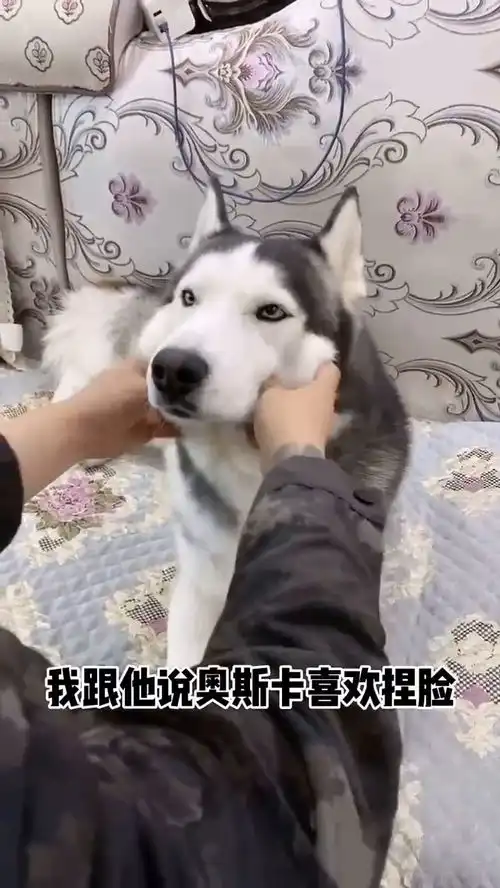 朋友来家里后,二哈就被这样搞,原谅我都幸灾乐祸了
