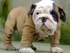 英国斗牛犬,绝对纯种,保证健康,疫苗驱虫已做
