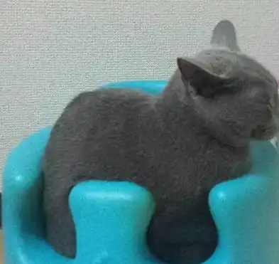 爆笑段子那只猪胖的真像我姑姑

