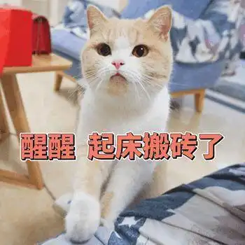 原来养猫的好处这么多,难怪越来越多的人养猫
