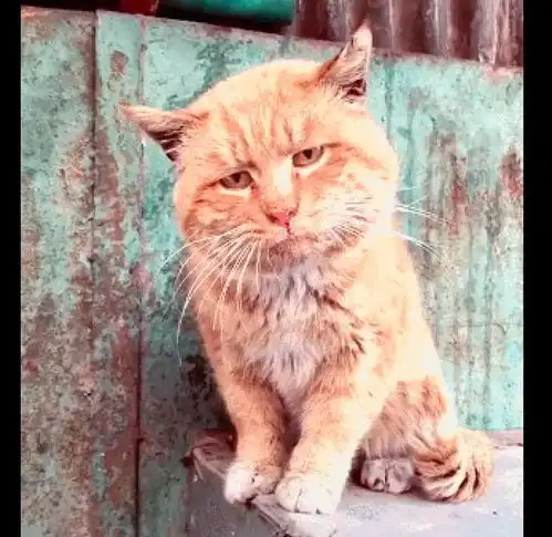 网友偶遇了一只橘猫,它脸上的表情透露着悲伤,这是失恋了吗
