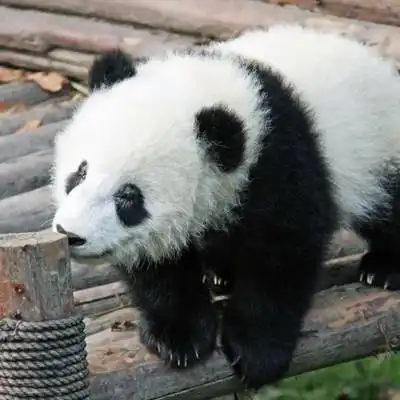 熊猫头像高清图片真实熊猫微信头像可爱清晰图片
