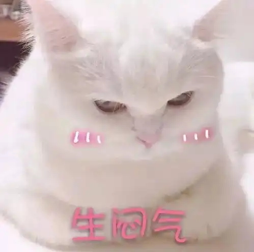 搞笑猫咪表情包39张
