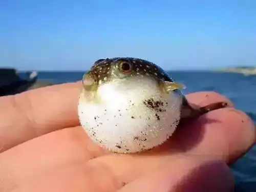 河豚表情包搞笑瞎吃