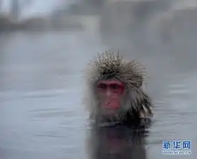 爆笑盘点动物界的表情帝猴子出浴组图
