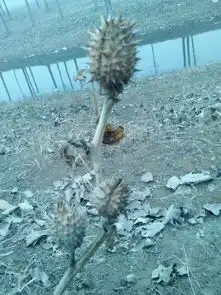 求一植物名字有带刺的果实,有图

