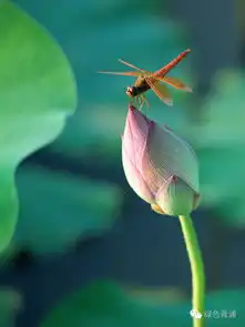热闹的荷花节又要来啦