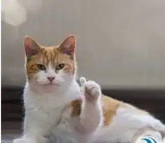 你绝对猜不到提起中国,外国人最先联想的是什么
