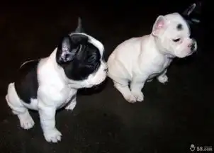 谁告诉我这种狗狗叫什么
