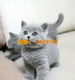 纯种英短蓝猫家养英国短毛猫家庭繁育宠物猫幼猫找新家
