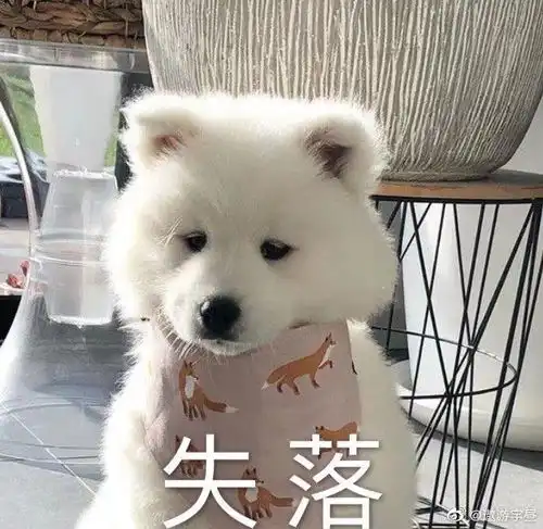 狗狗可爱表情包萨摩耶
