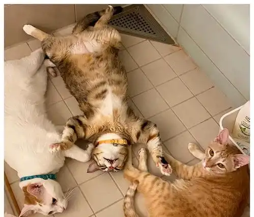 18张猫咪搞笑图片,像不像你和你家猫相爱相杀的日常
