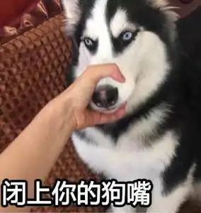 哈士奇表情图片二哈搞笑图片表情带字好不好
