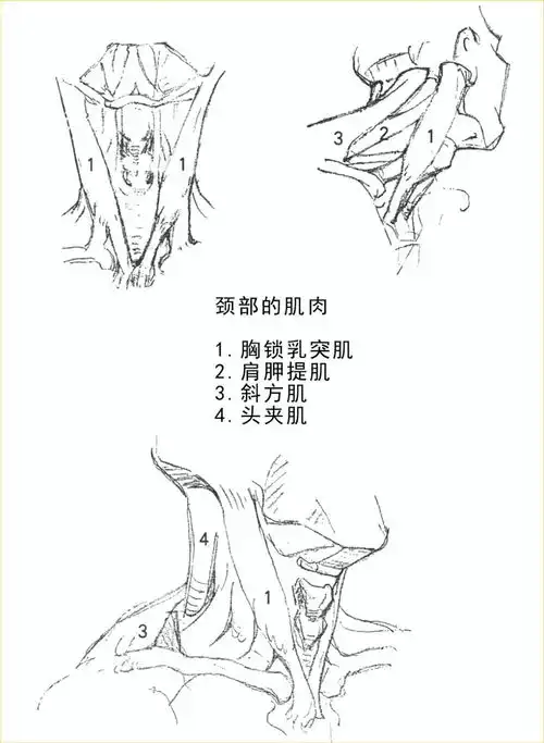 教你如何搞定美院各类素描头像
