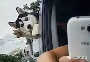 哈士奇搞笑集锦,让你一次看个够,二货拯救不开心兴趣部落

