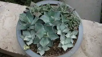这是什么带刺多肉植物
