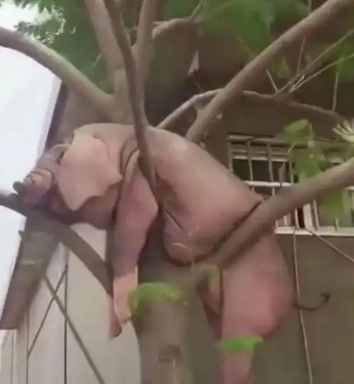 猪会上树吗
