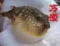 河豚又火了这一次它被海豚撞上,网友们笑到不能自持,小编喊你来收表情包
