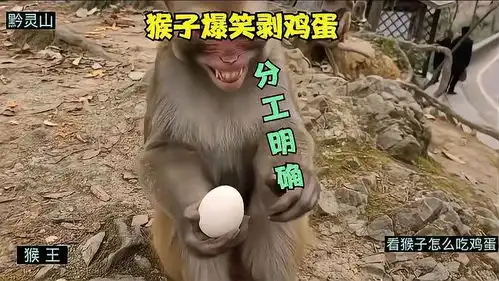 猴子爆笑剥鸡蛋一个负责蛋白,一个负责蛋黄
