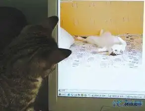 看看哪个动物最搞怪进来看看这些可爱的宝贝开心一笑

