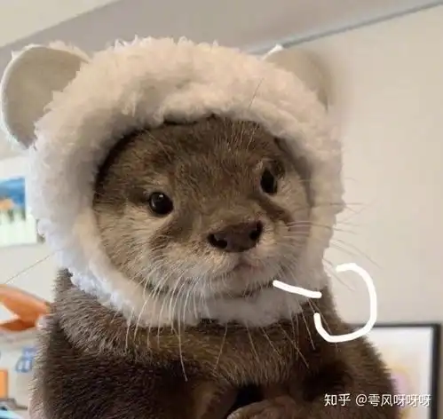 有哪些有趣的水獭表情包
